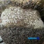 Detail view of Wild Honey Natural Organic - Golden Yellow Delight finish and material