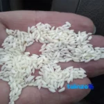 Detail view of Lenjan Short-Grain Rice First-Crop Grade 1 grain close-up