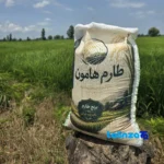 Detail view of Tarom Hashemi Rice Premium 100 percent grain close-up