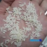 Detail view of Gilan Rice Lasheh Organic Grade 1 grain close-up