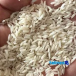 Detail view of Zarrin Khoshe Tabarestan Hashemi Rice FirstCrop Grade 1 grain close-up