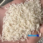 Detail view of Zarrin Khoshe Tabarestan Rice Shiroudi Grade 1 grain close-up