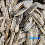 Sanghori Sunflower Seeds Salted Snack 1000 grams - Detail view showing finish and material