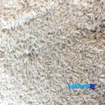 Packaging view of Fajr Golchin Gorgan Rice Organic White seal and bag finish