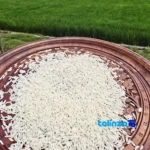 Cooked view of Tarom Hashemi Rice Premium 100 percent texture