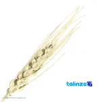 Golden Wheat Design Flower Arrangement - Side view showing profile and structure