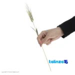 Golden Wheat Design Flower Arrangement - Front view showing and key details